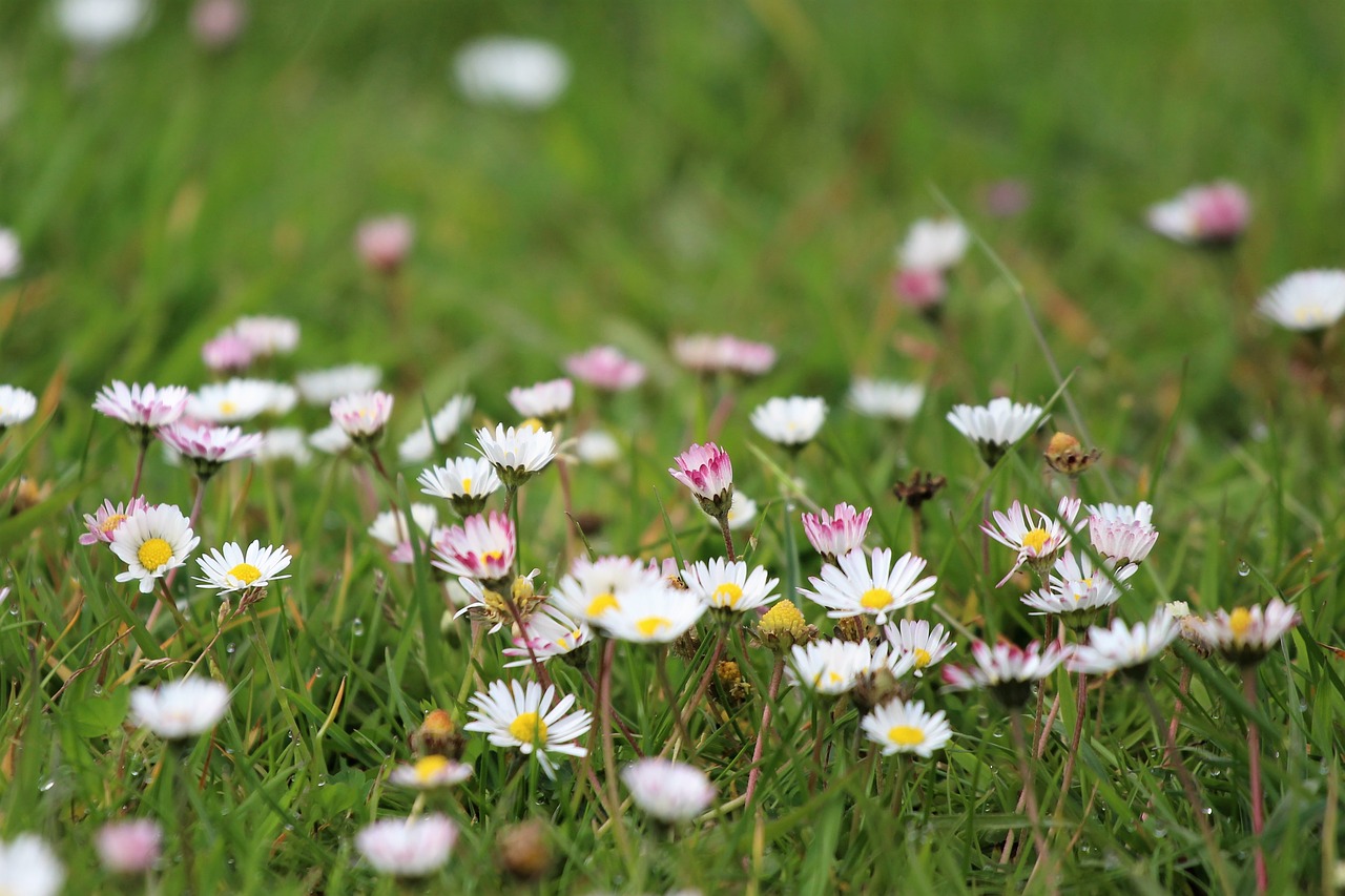 meadow daisy spring free photo