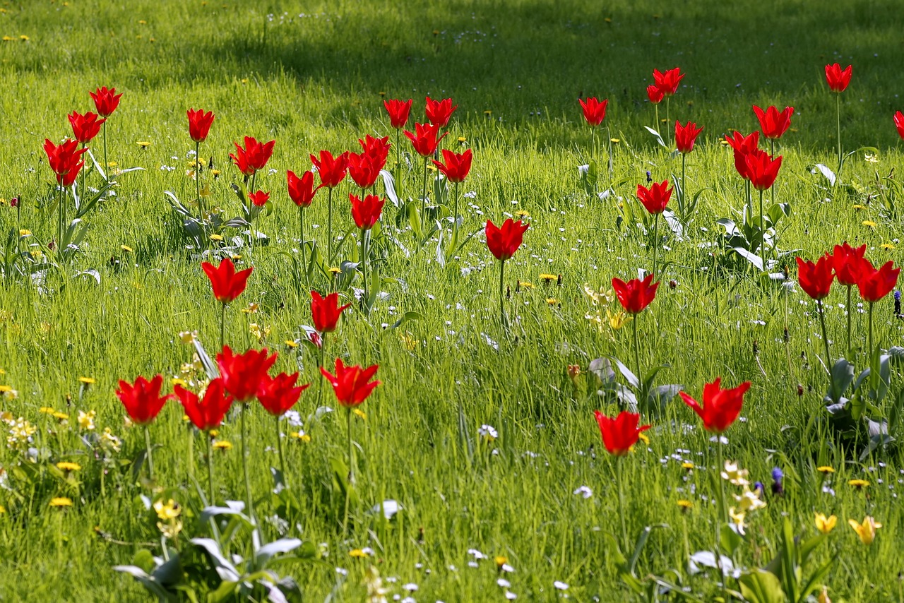 meadow fancy floral free photo