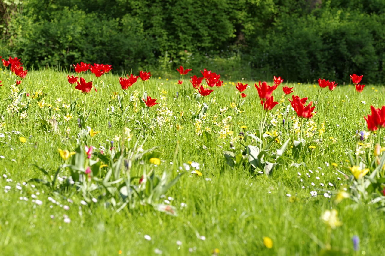 meadow fancy floral free photo