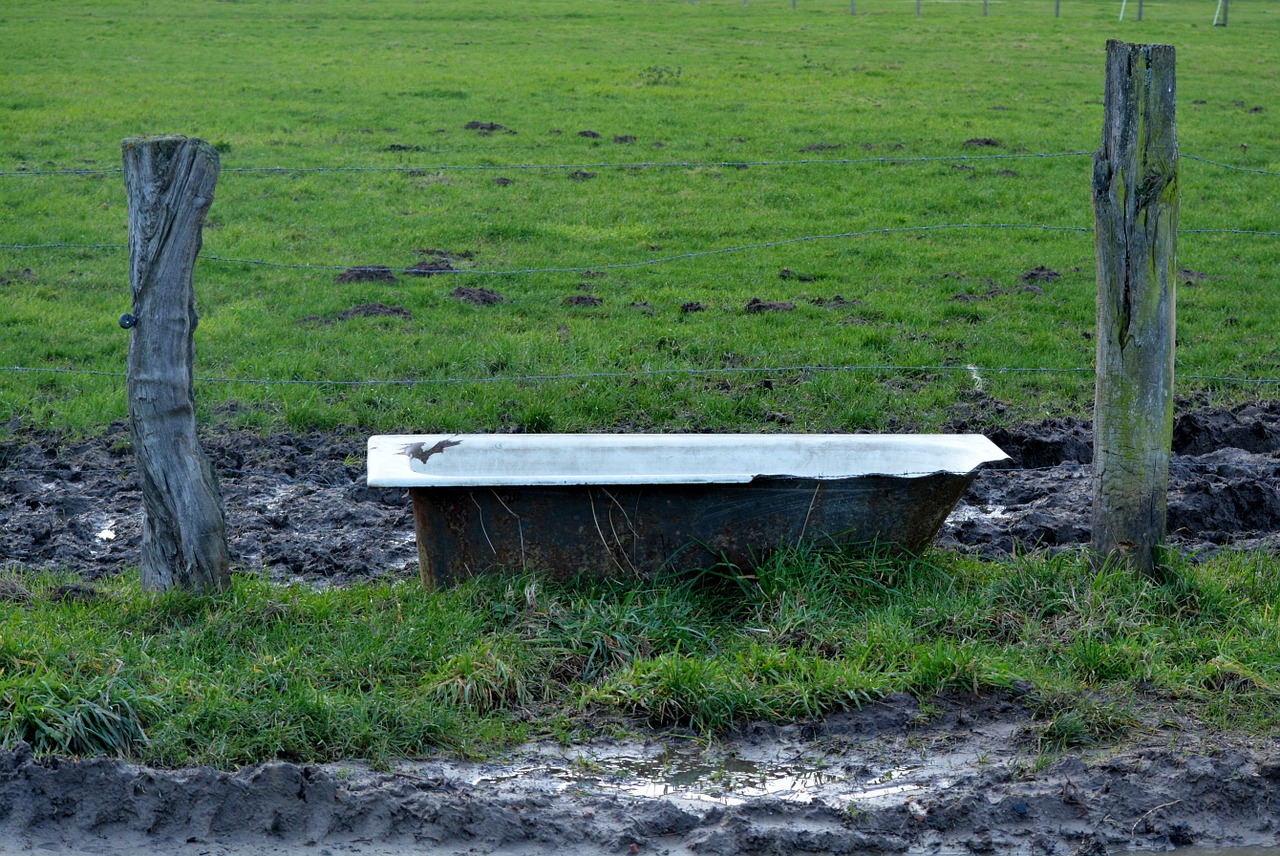 meadow drinking trough nature free photo