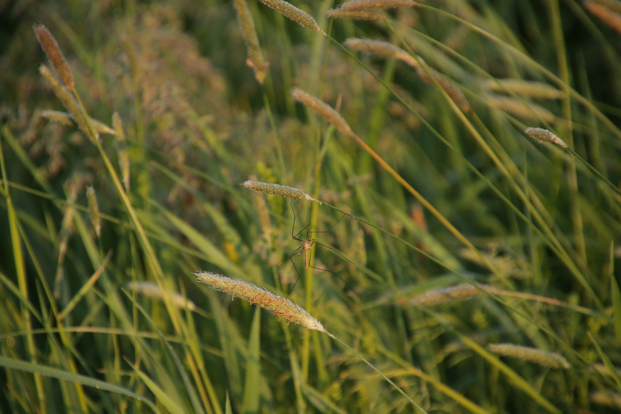 meadow morning schnake free photo