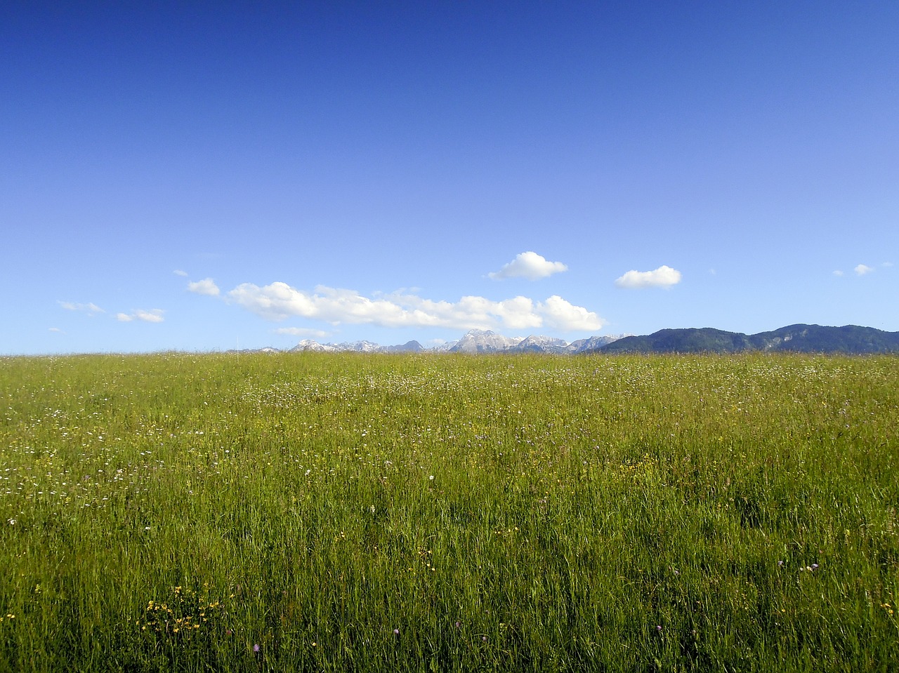 meadow mountains nature free photo