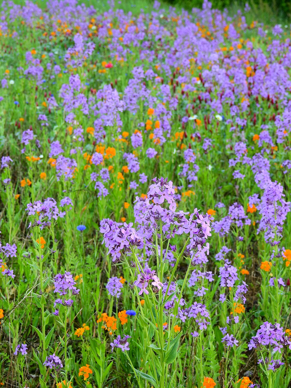 meadow flower meadow nature free photo