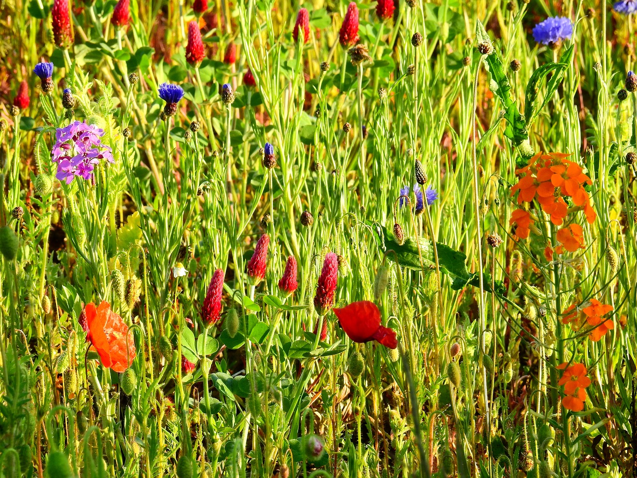 meadow flower meadow nature free photo