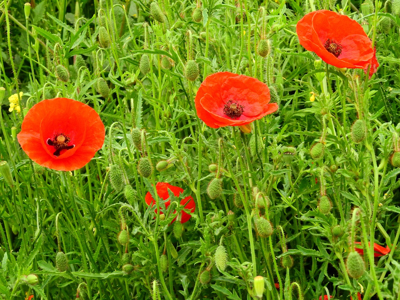 meadow flower meadow nature free photo