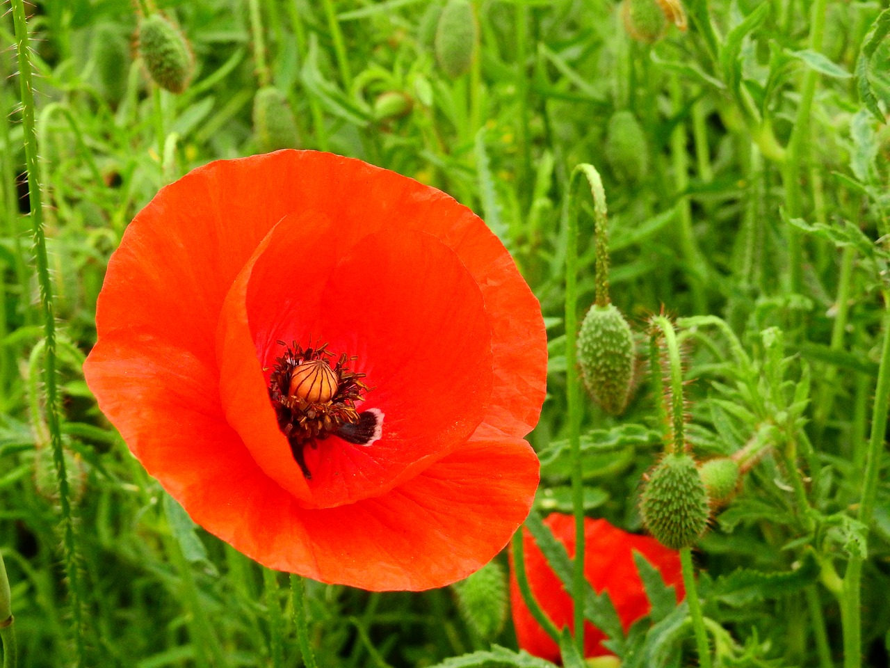 meadow flower meadow nature free photo