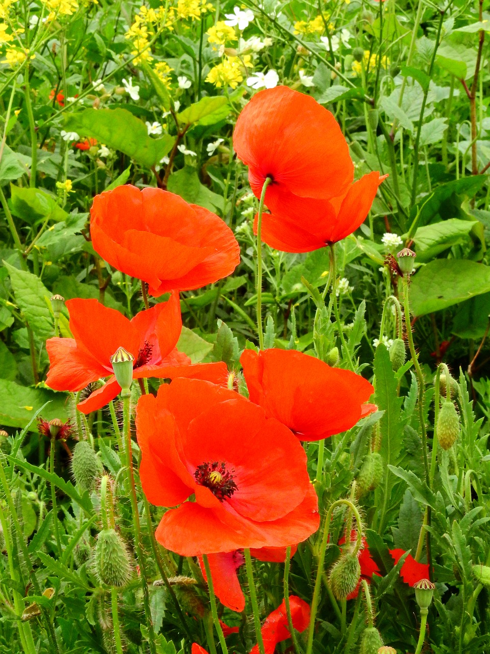 meadow flower meadow nature free photo