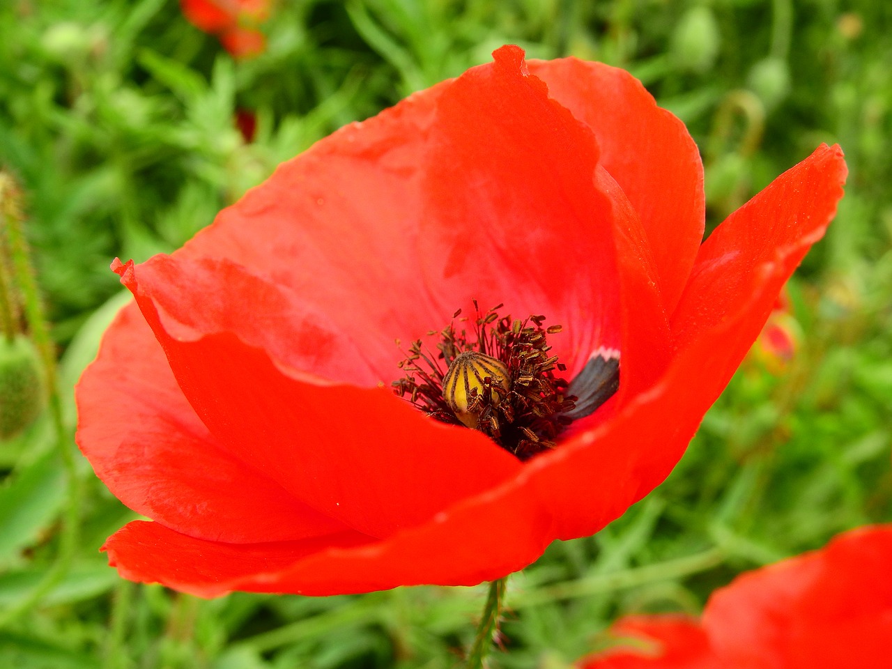 meadow flower meadow nature free photo