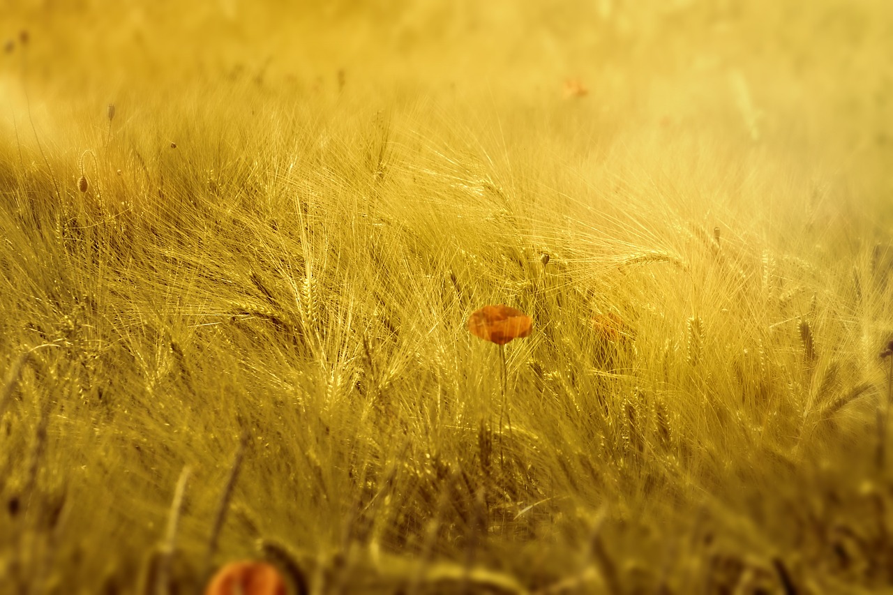 meadow field wheat free photo