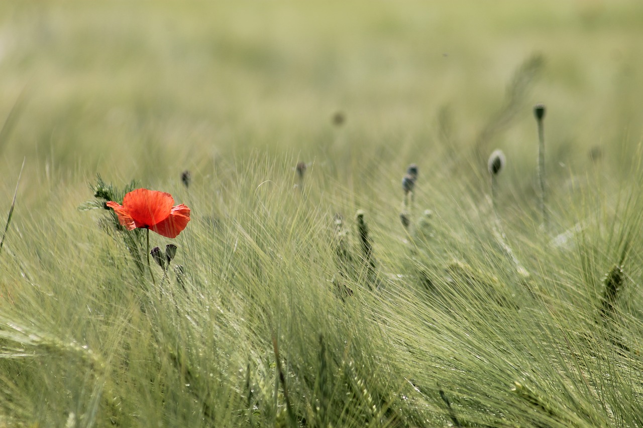 meadow field wheat free photo