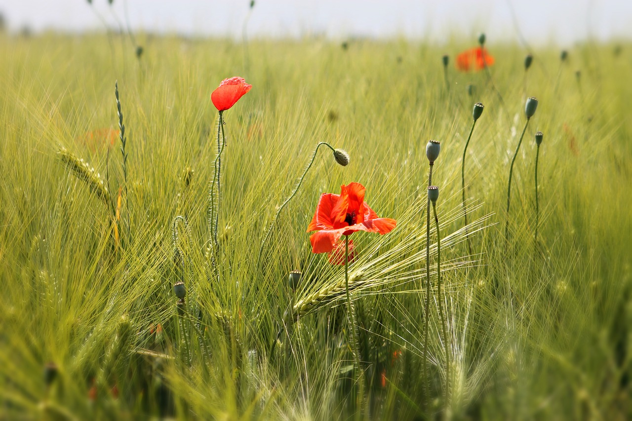 meadow field wheat free photo