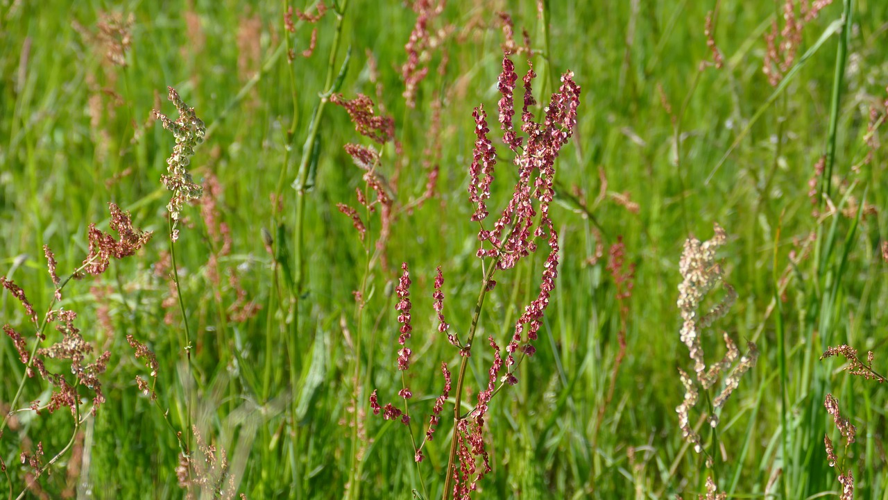 meadow summer sorrel free photo