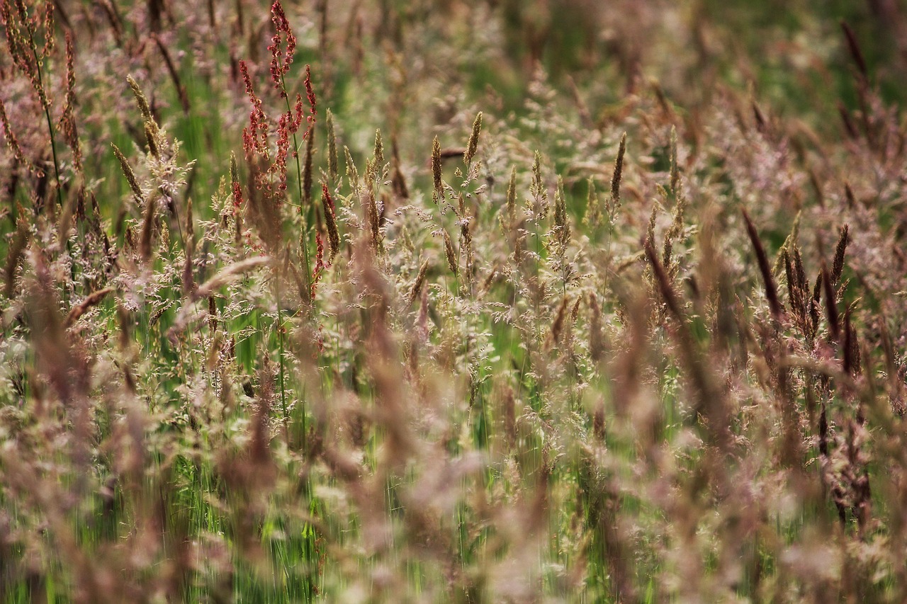 meadow nature field free photo