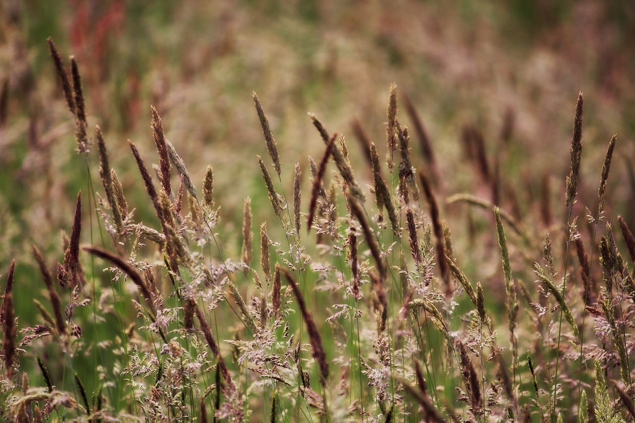 meadow nature field free photo