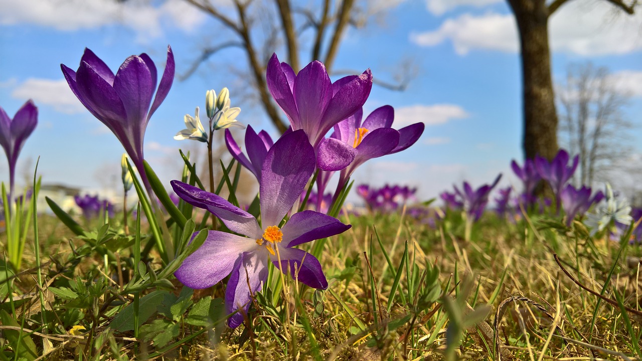 meadow flower blossom free photo