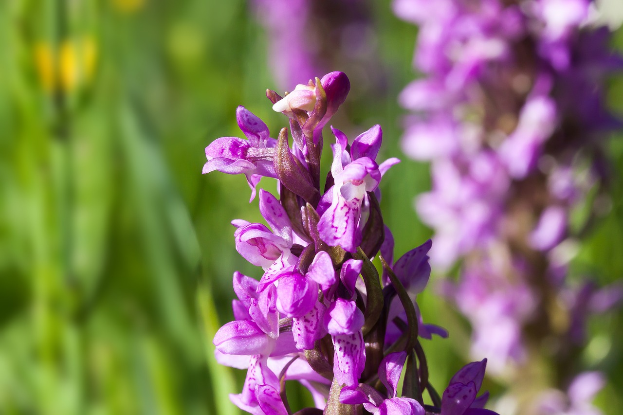 meadow orchid wild flower free photo