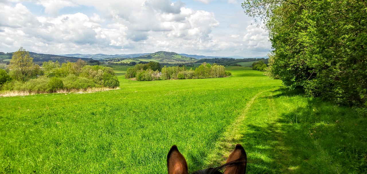 meadow landscape horse free photo