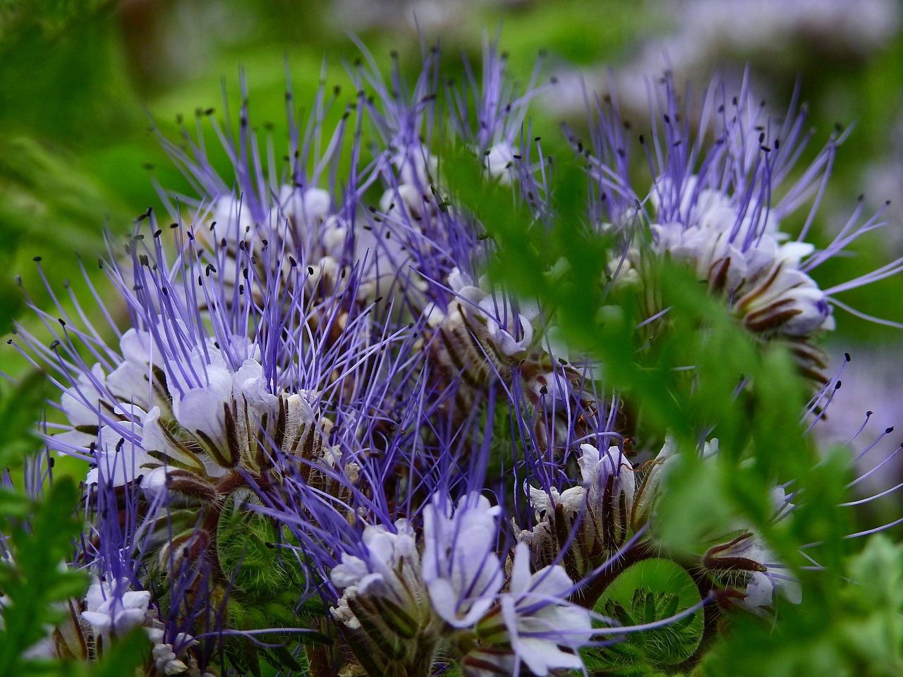 meadow flower meadow cornflowers free photo