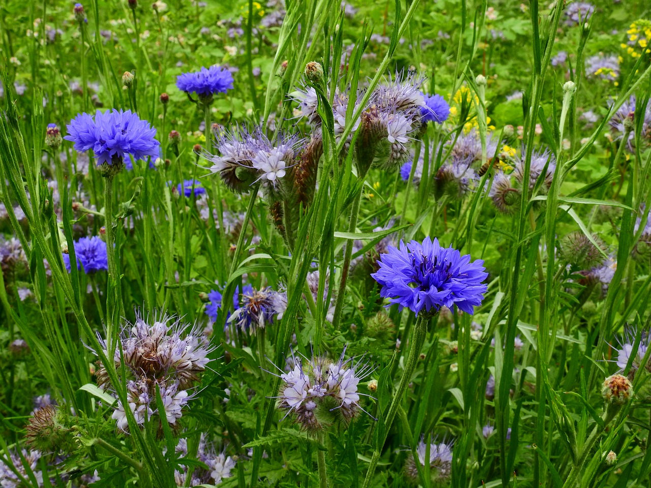 meadow flower meadow summer free photo