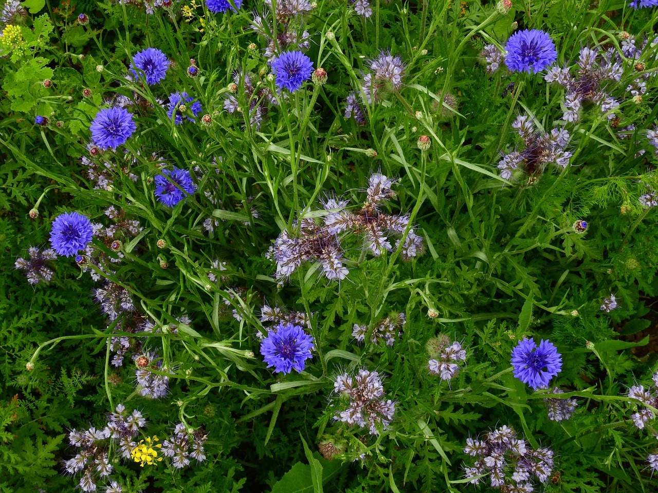 meadow flower meadow summer free photo