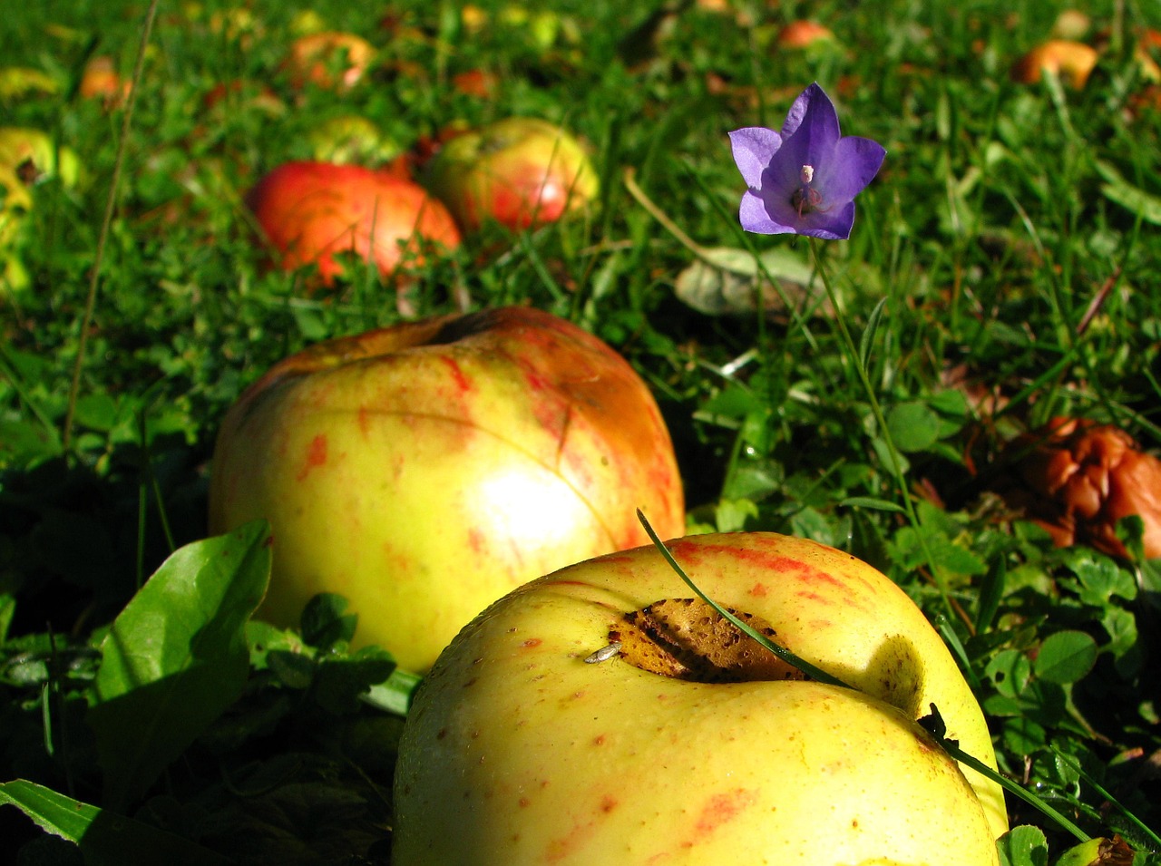 meadow apple summer free photo