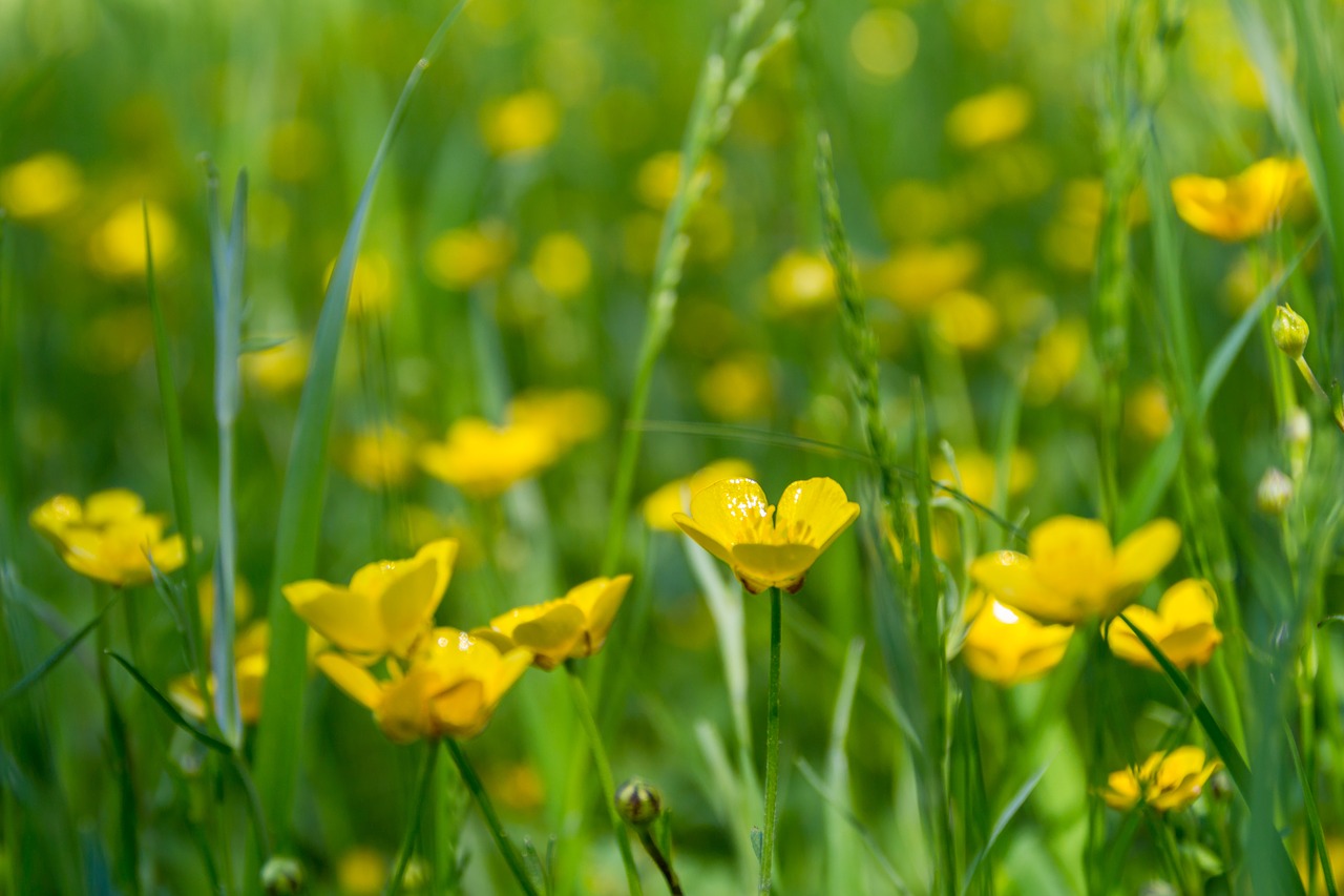 meadow flowers buttercup free photo