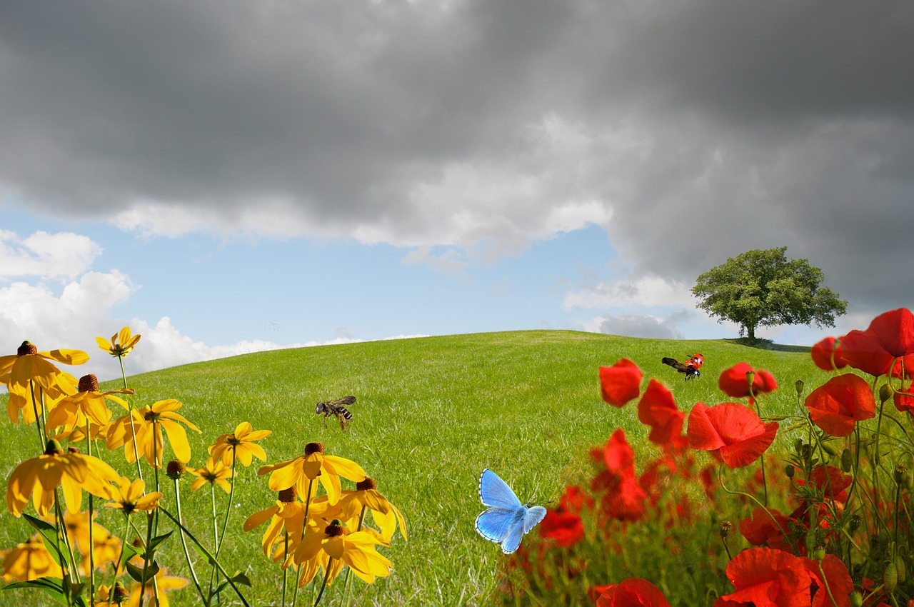 meadow green meadow flower meadow free photo