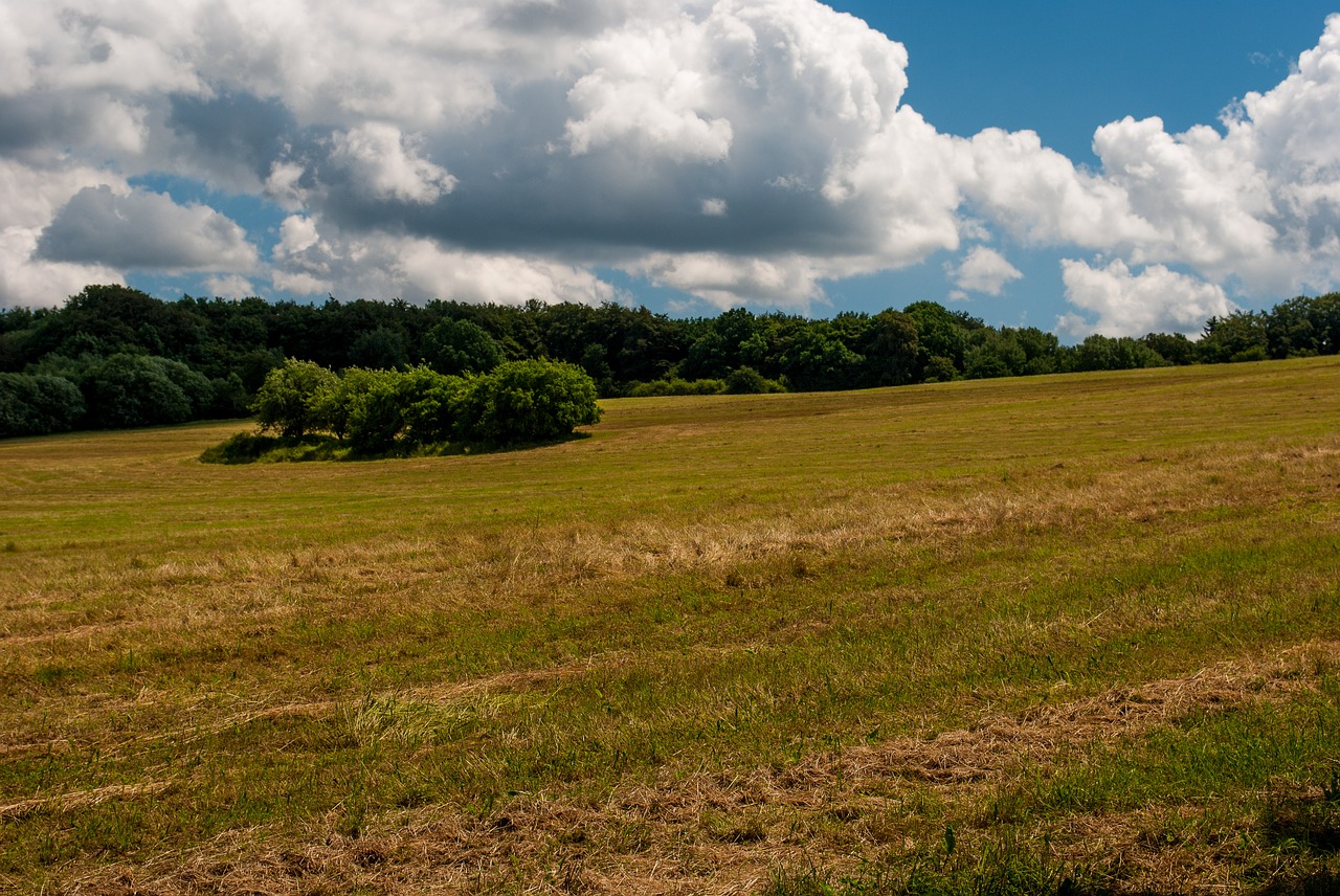 meadow clouds tree free photo