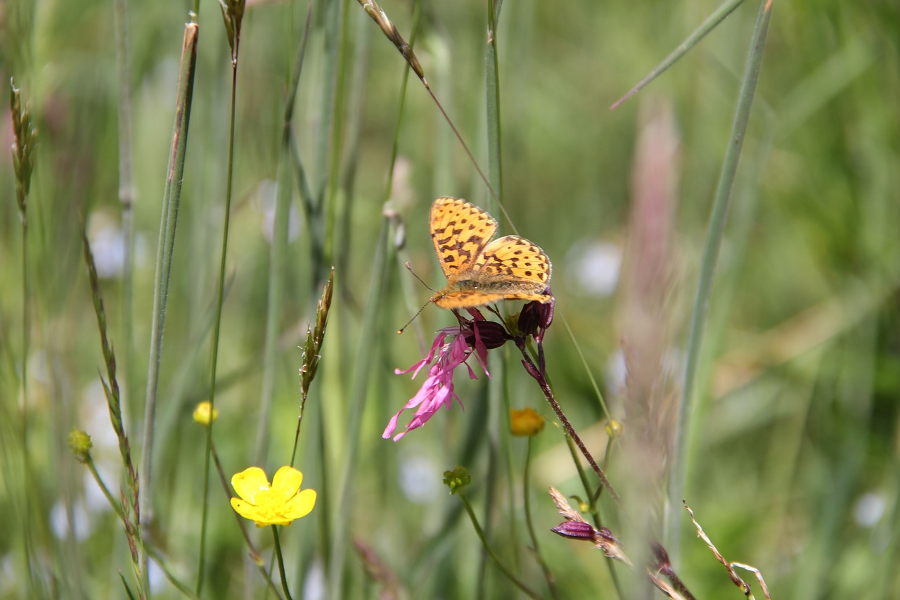 meadow butterfly nature free photo