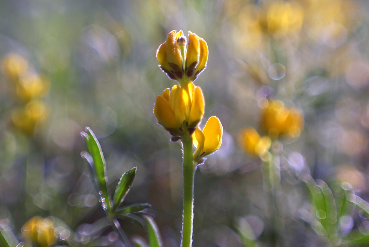 meadow color flowers free photo