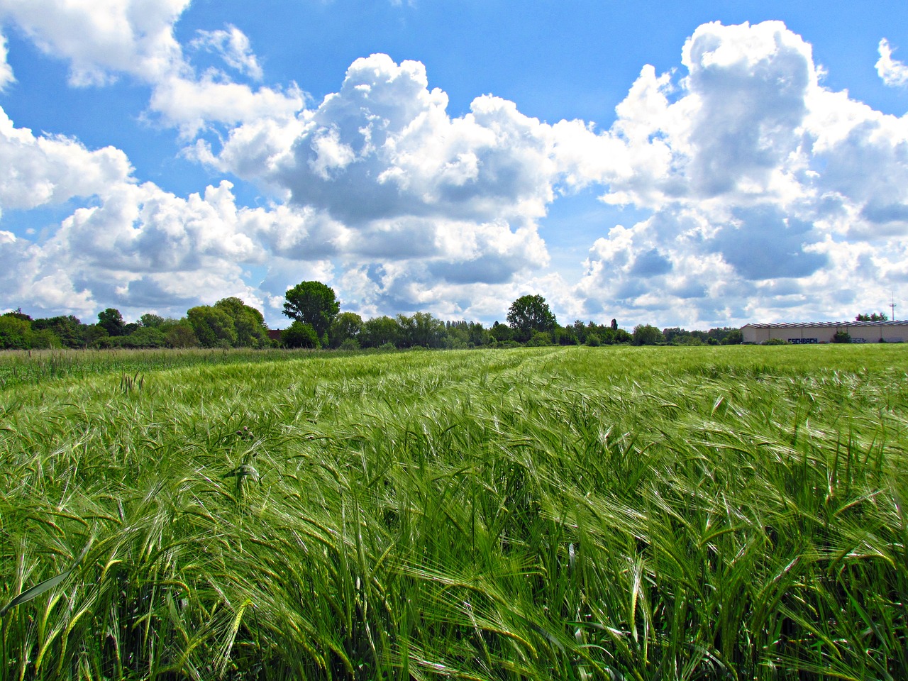 meadow field nature free photo