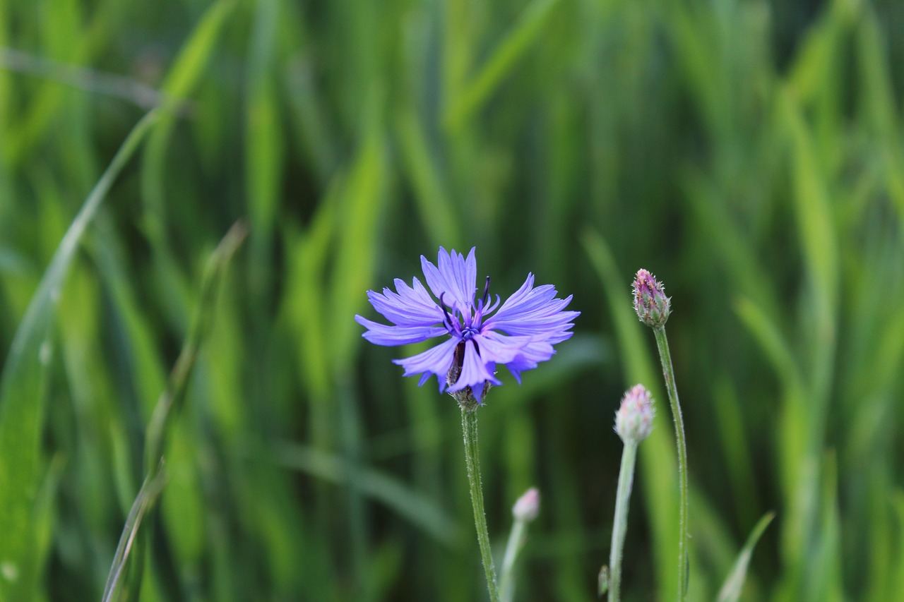 meadow nature blue flowers free photo