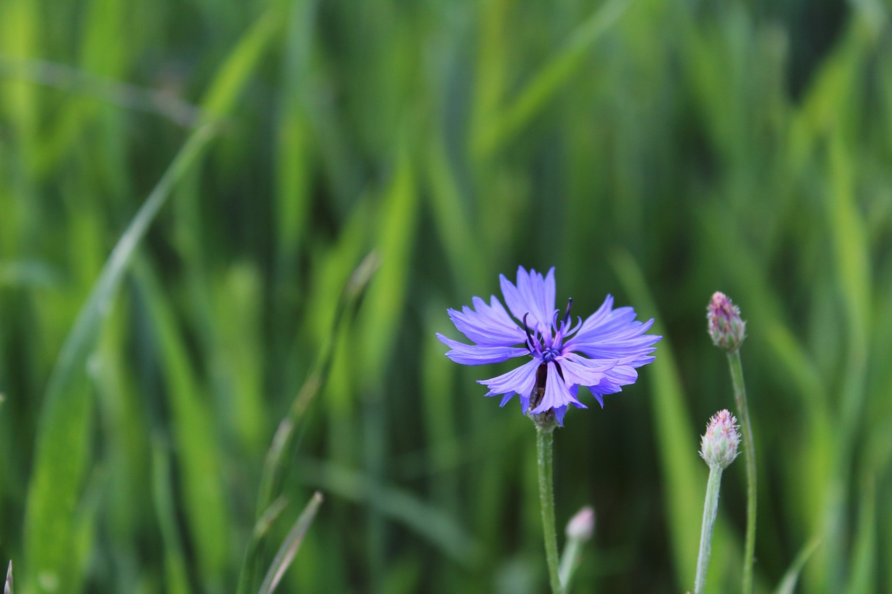 meadow nature blue flower free photo