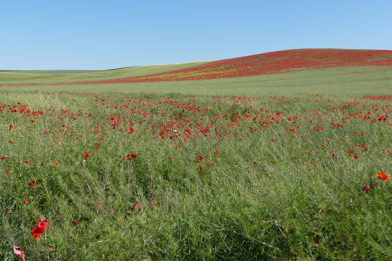 meadow field poppy free photo