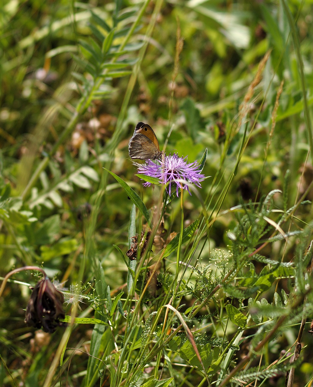 meadow butterfly flowers free photo