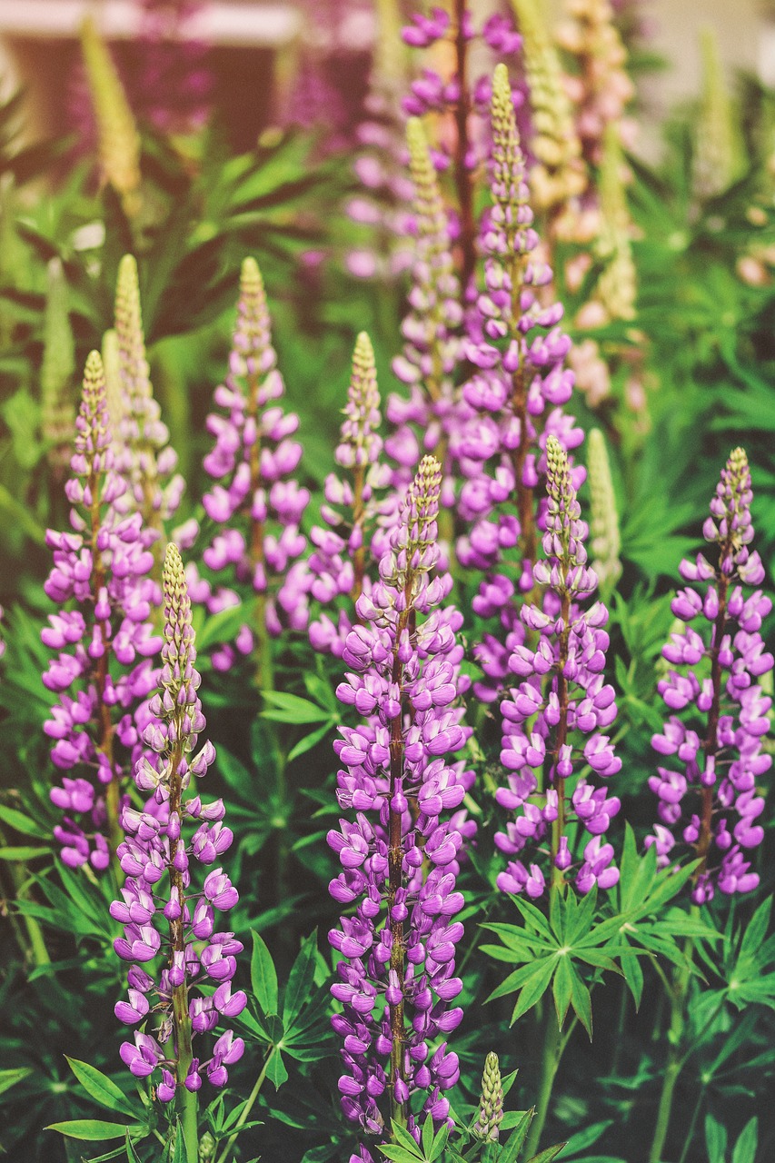 meadow lupines sunlight free photo