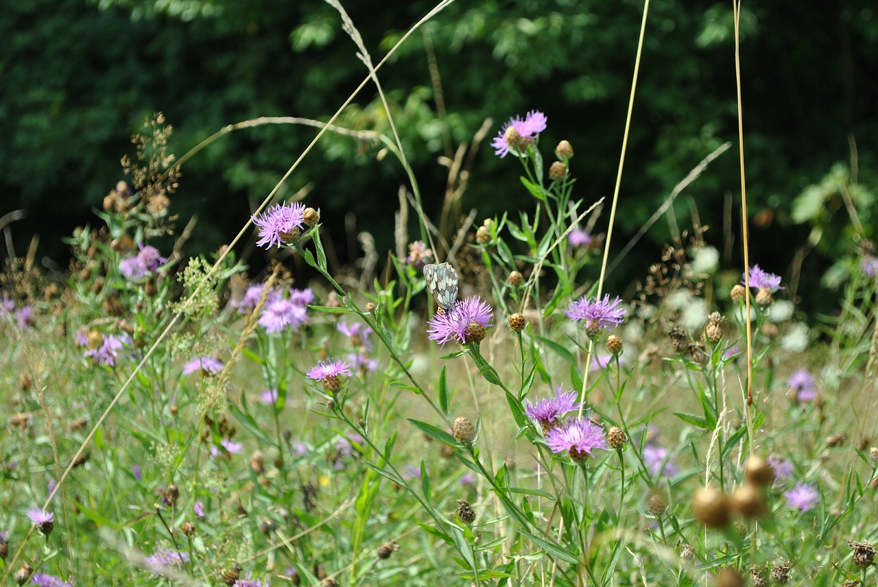 meadow butterfly wings free photo