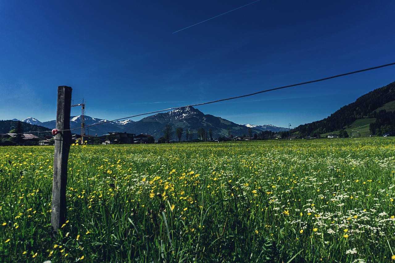 meadow landscape summer free photo