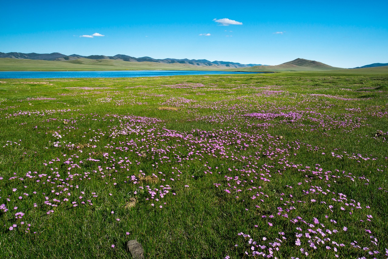 meadow lake primrose free photo