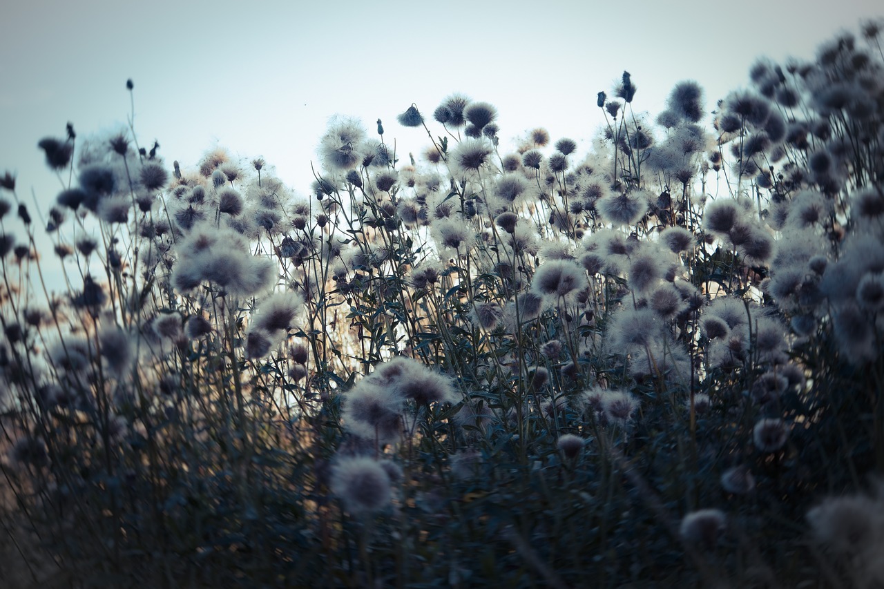 meadow field hay free photo