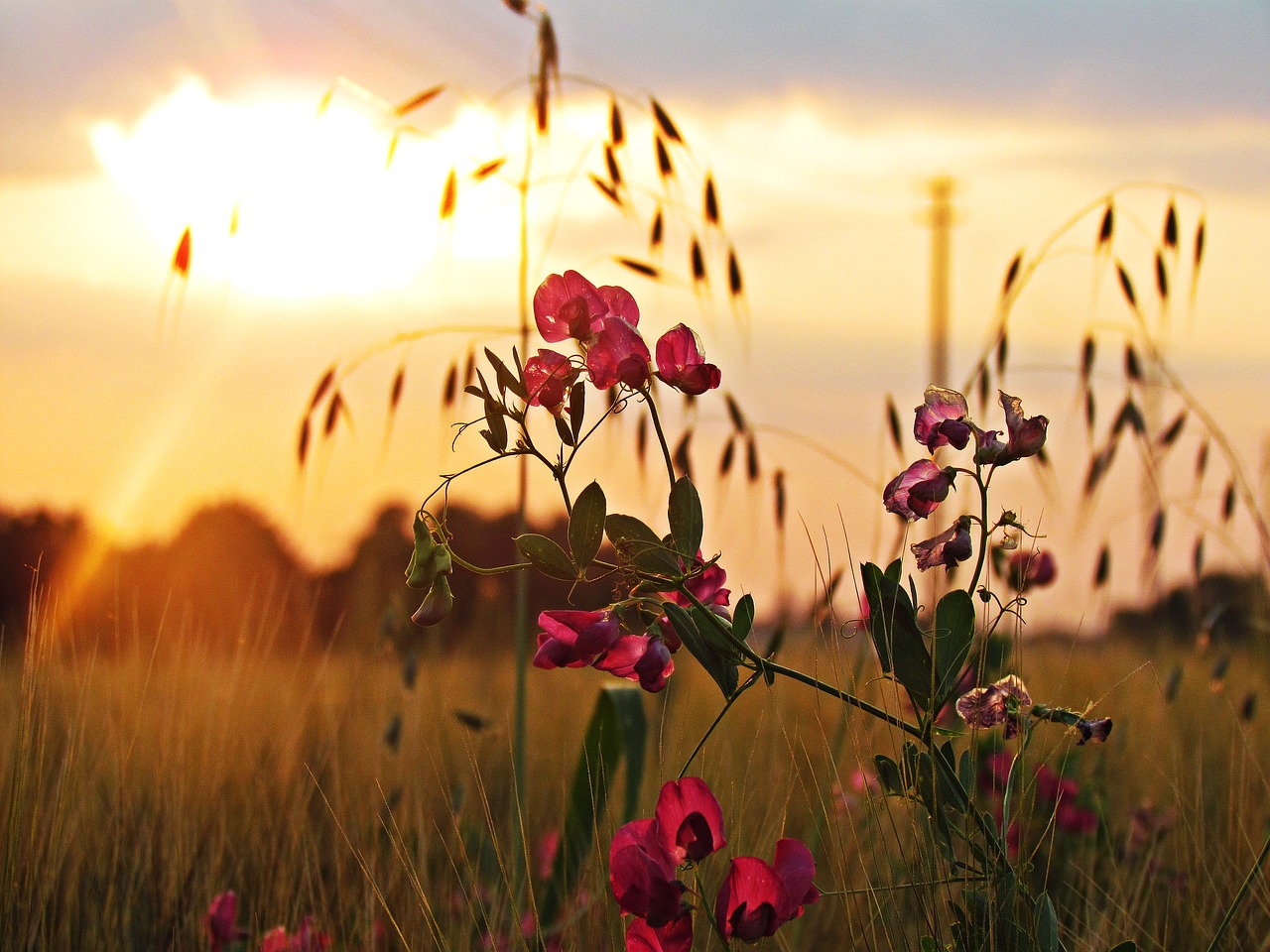 meadow flower the sun free photo