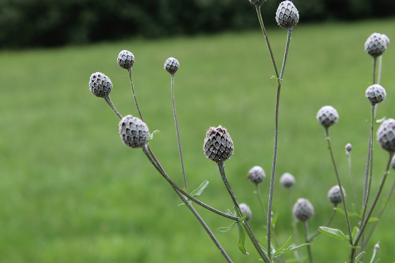 meadow field nature free photo