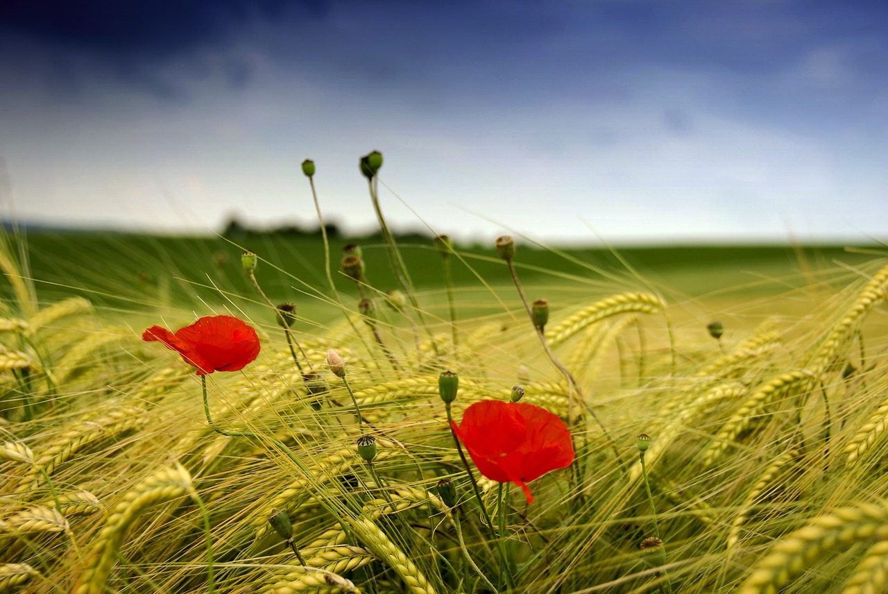 meadow summer poppy free photo