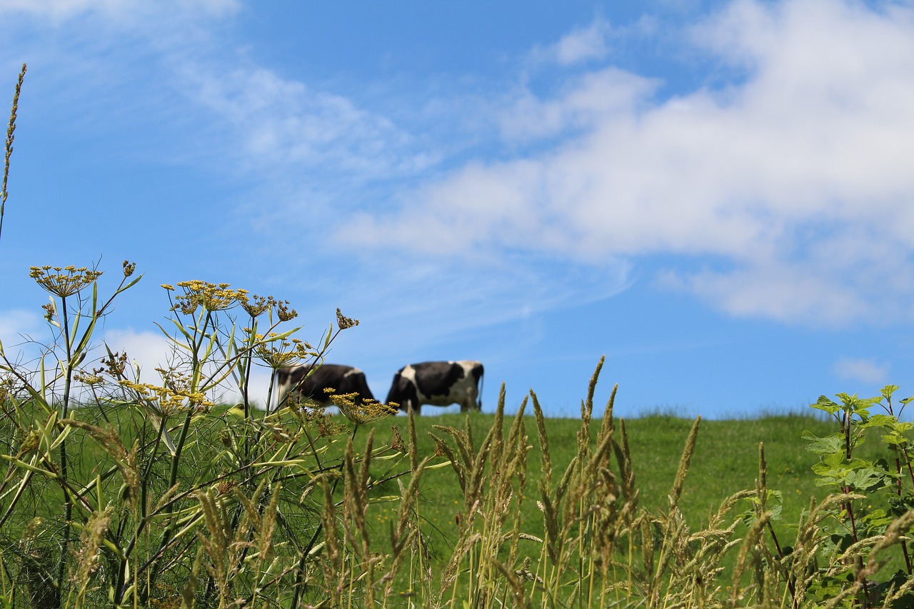 meadow england summer free photo