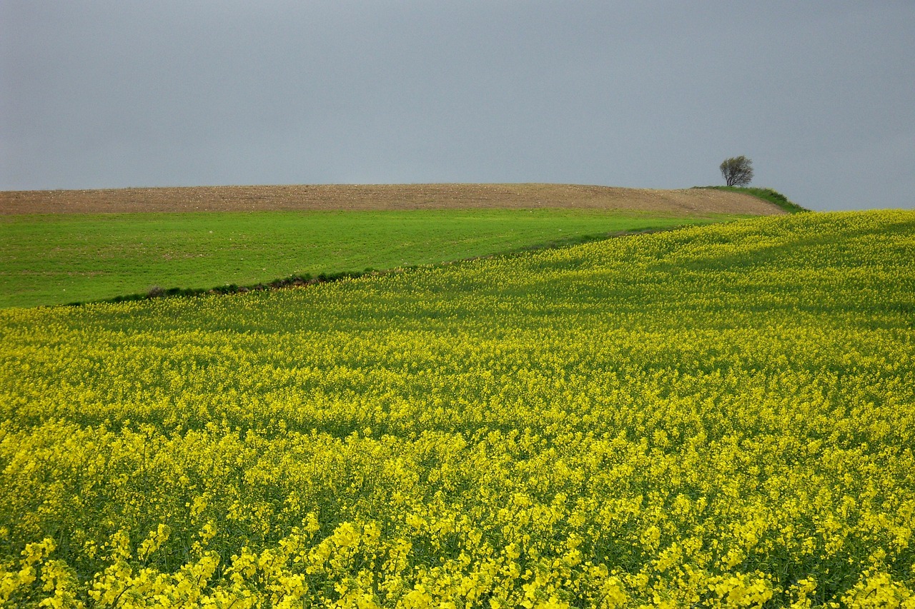 meadow landscape tree free photo