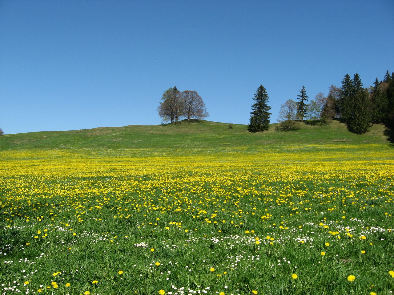 meadow nature landscape free photo