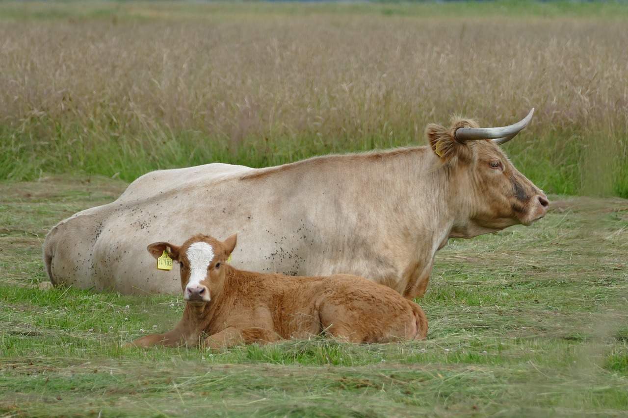 meadow cattle ruminant free photo