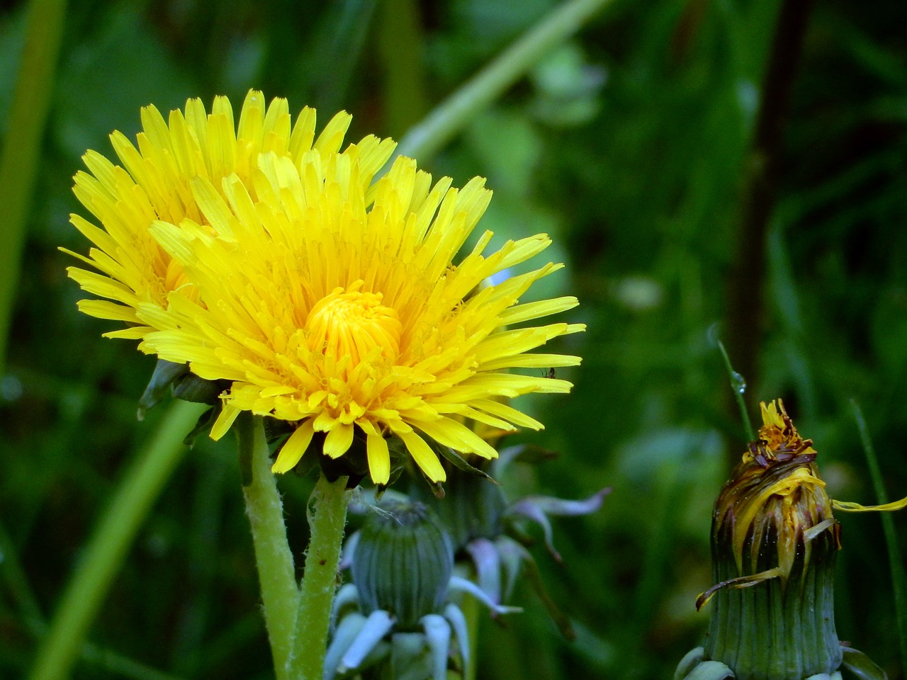 meadow dandelion common dandelion free photo