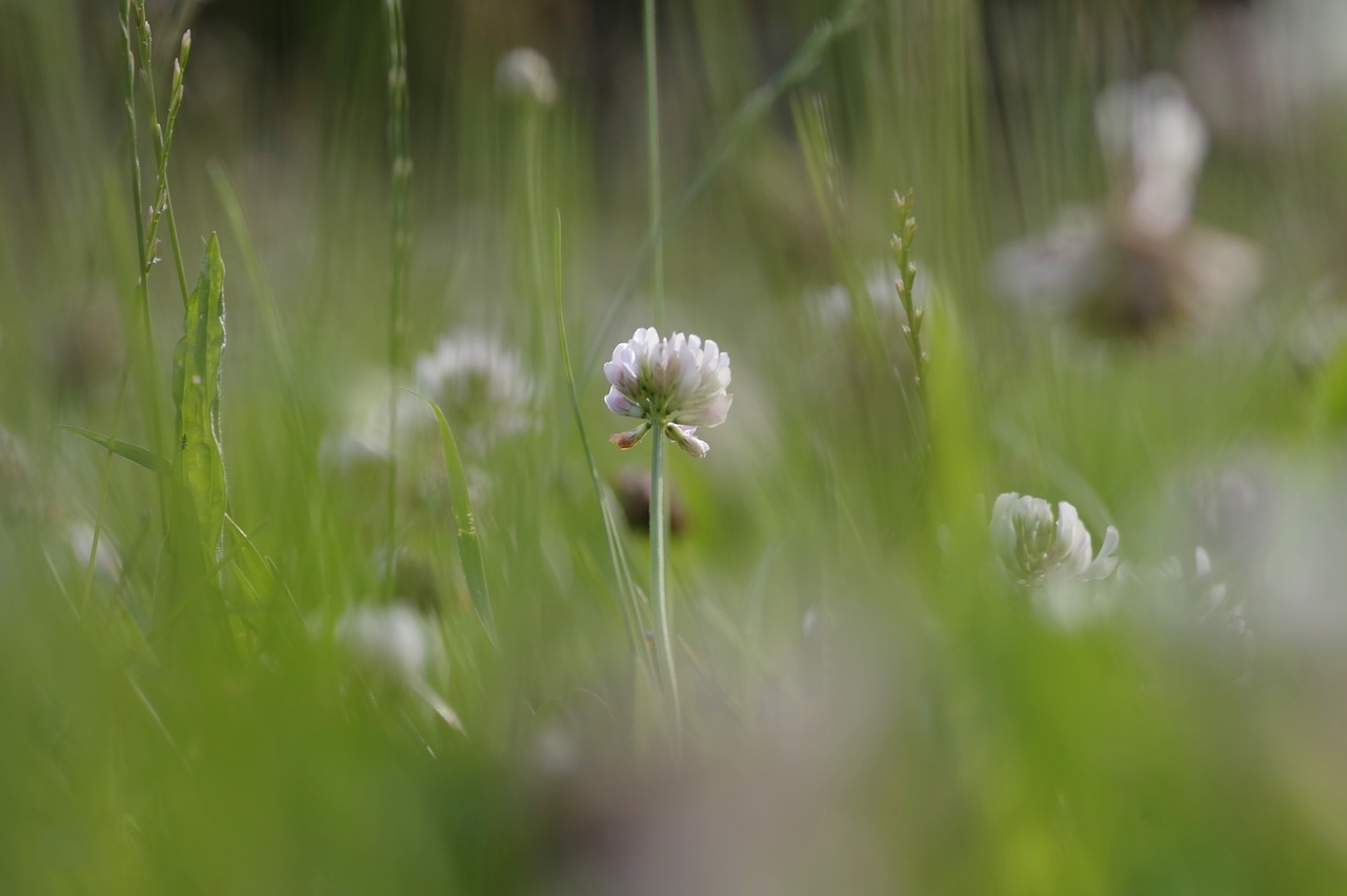 meadow nature green free photo