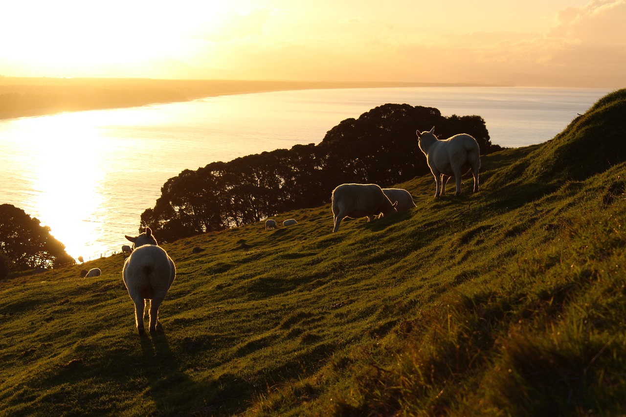 meadow grass sea free photo